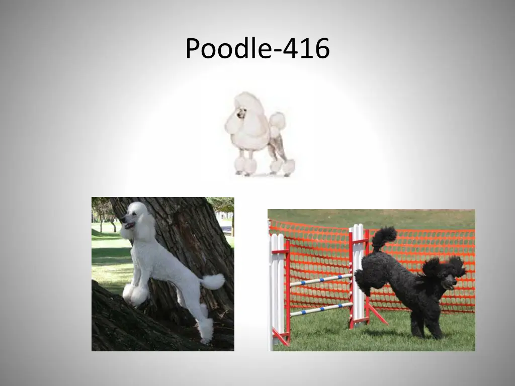 poodle 416