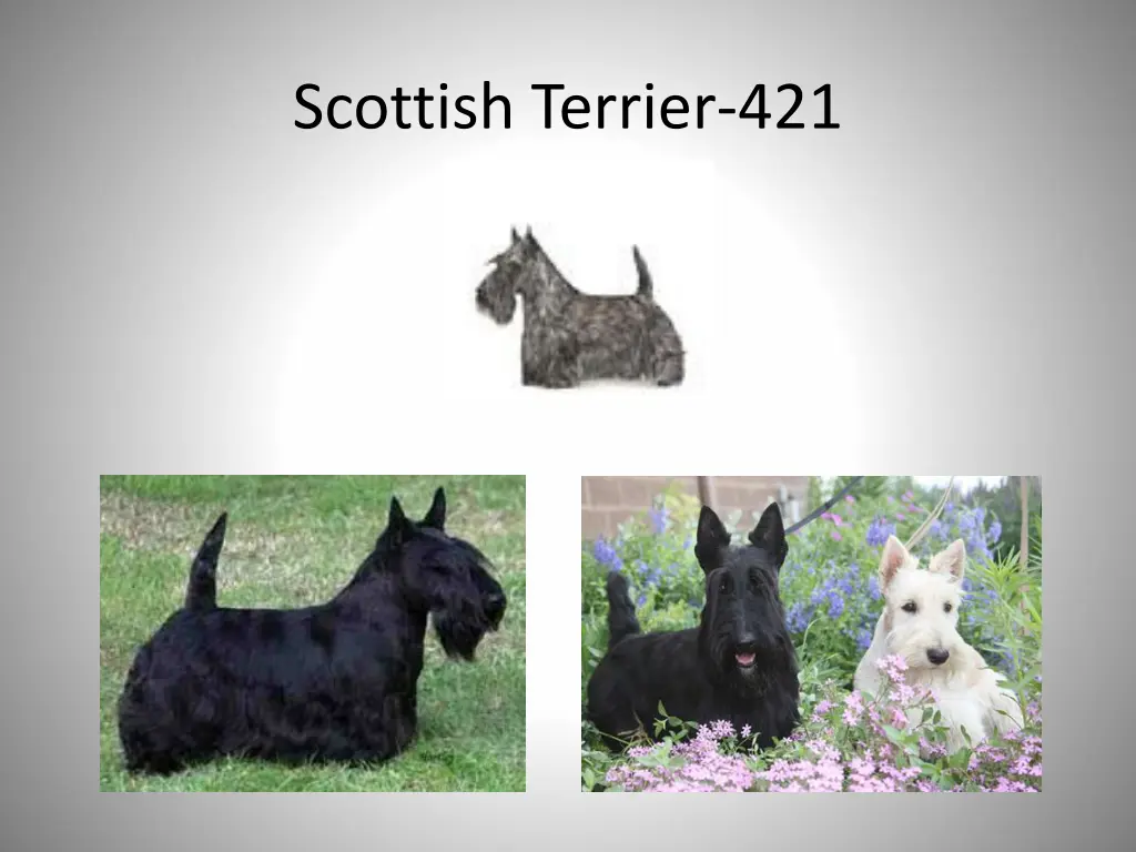 scottish terrier 421