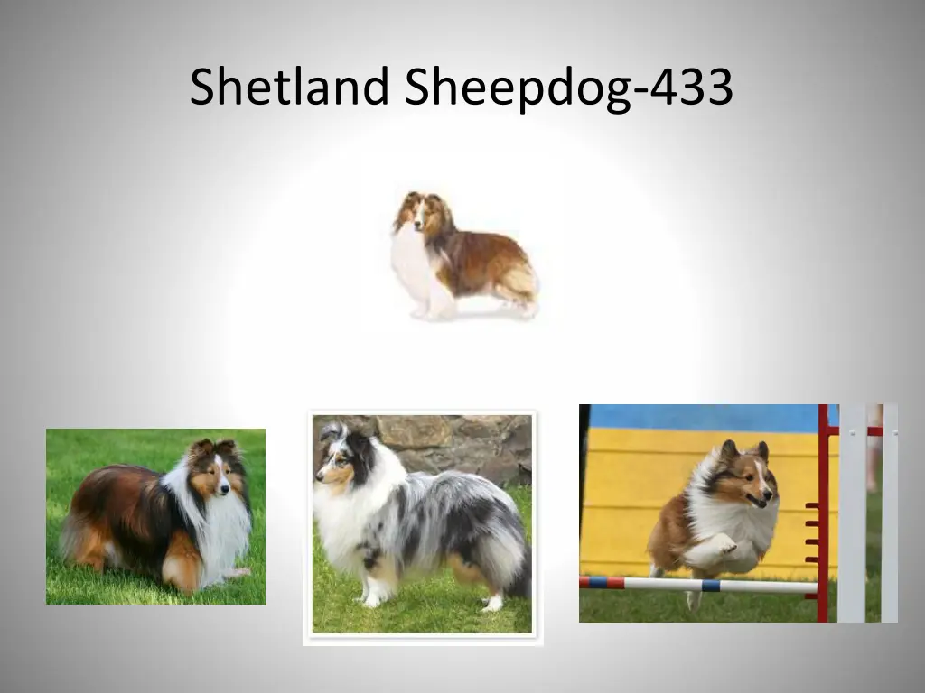 shetland sheepdog 433