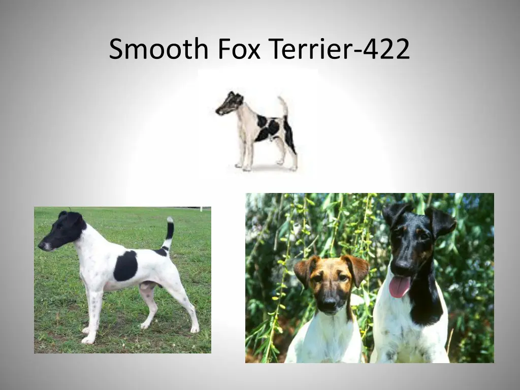 smooth fox terrier 422