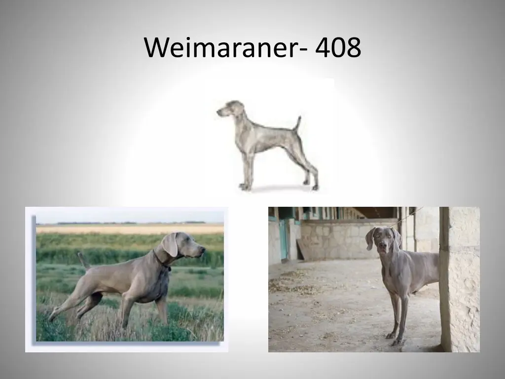 weimaraner 408