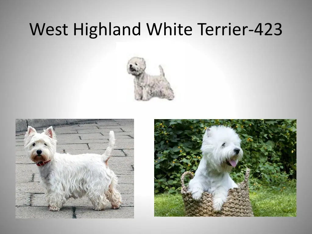 west highland white terrier 423