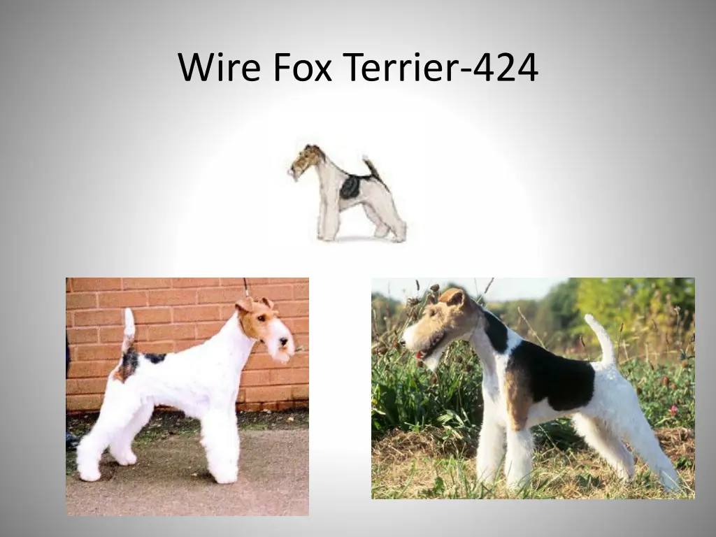 wire fox terrier 424