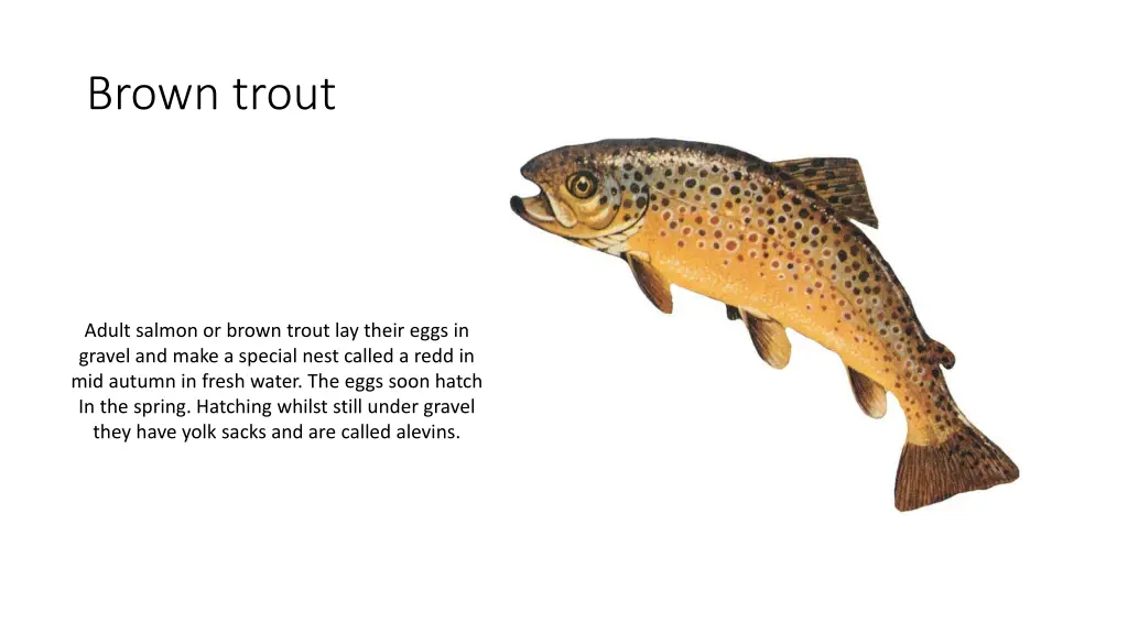 brown trout