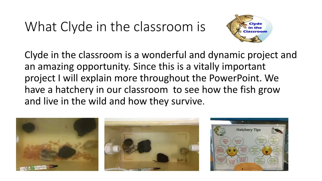 what clyde in the classroom is