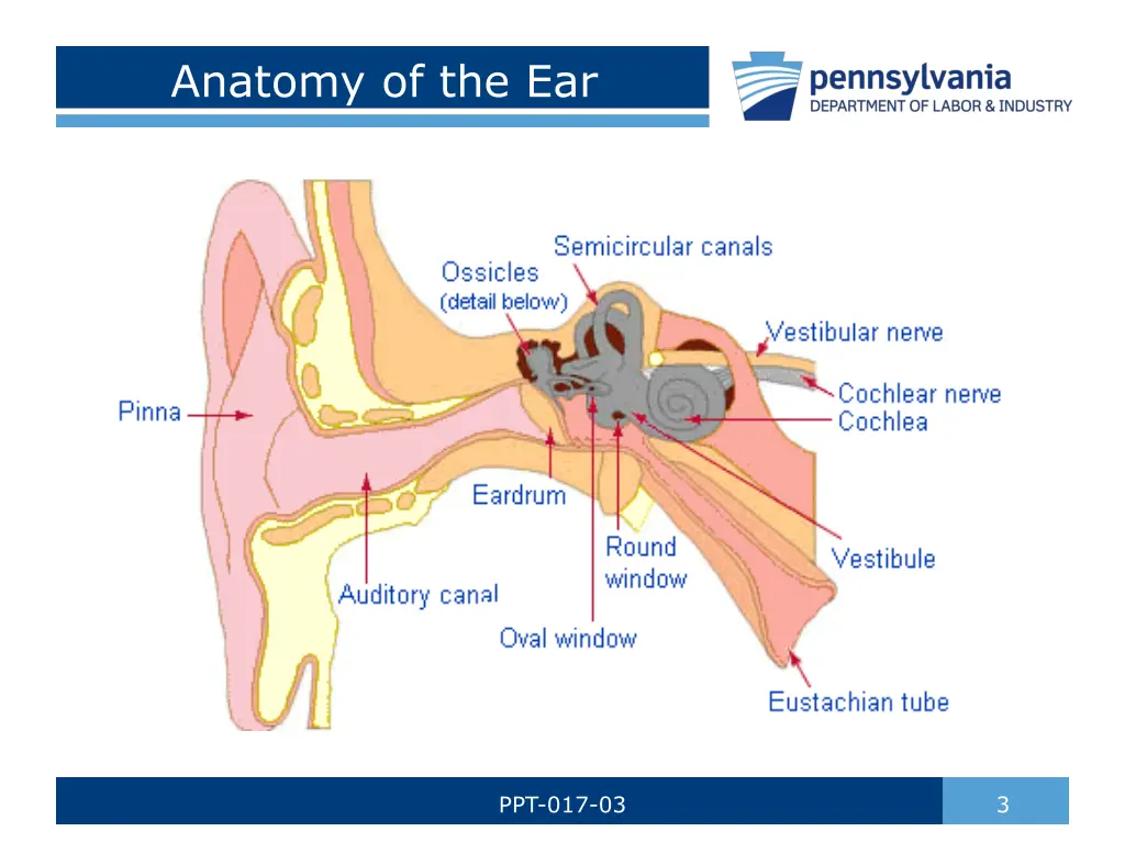 anatomy of the ear