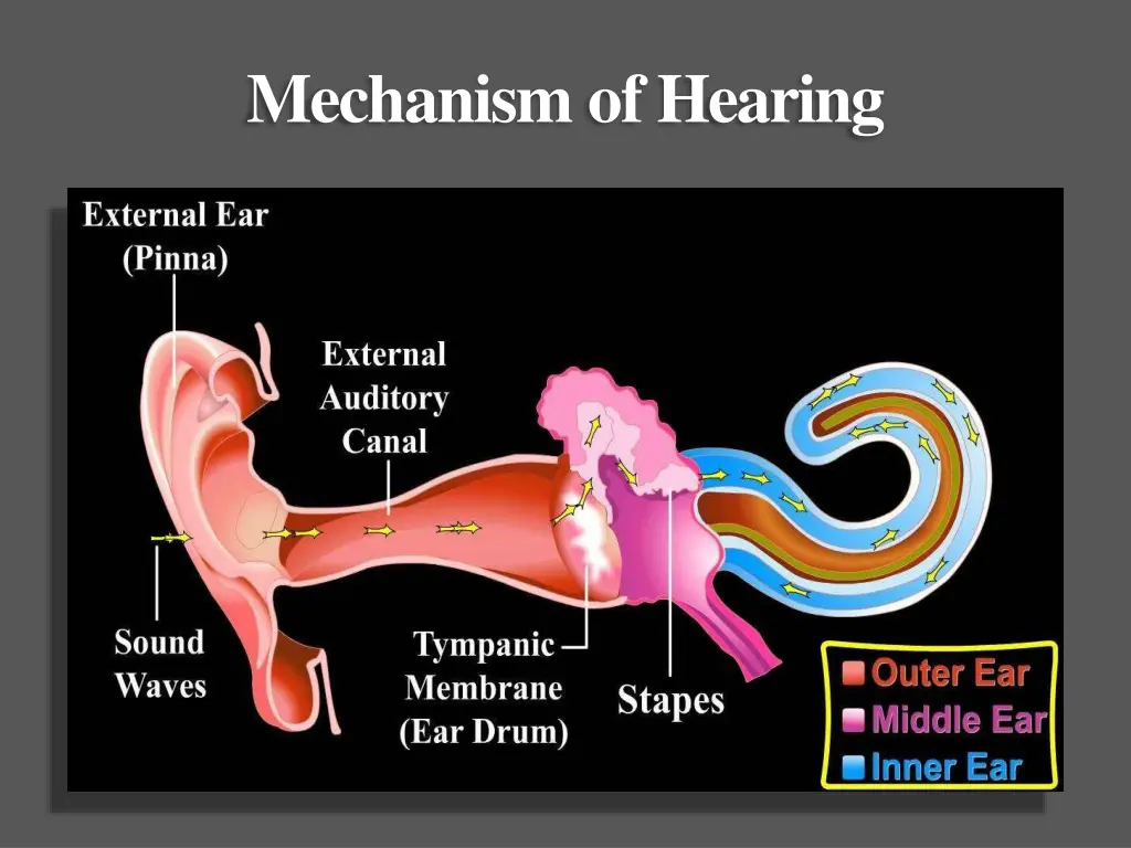 mechanism ofhearing 1