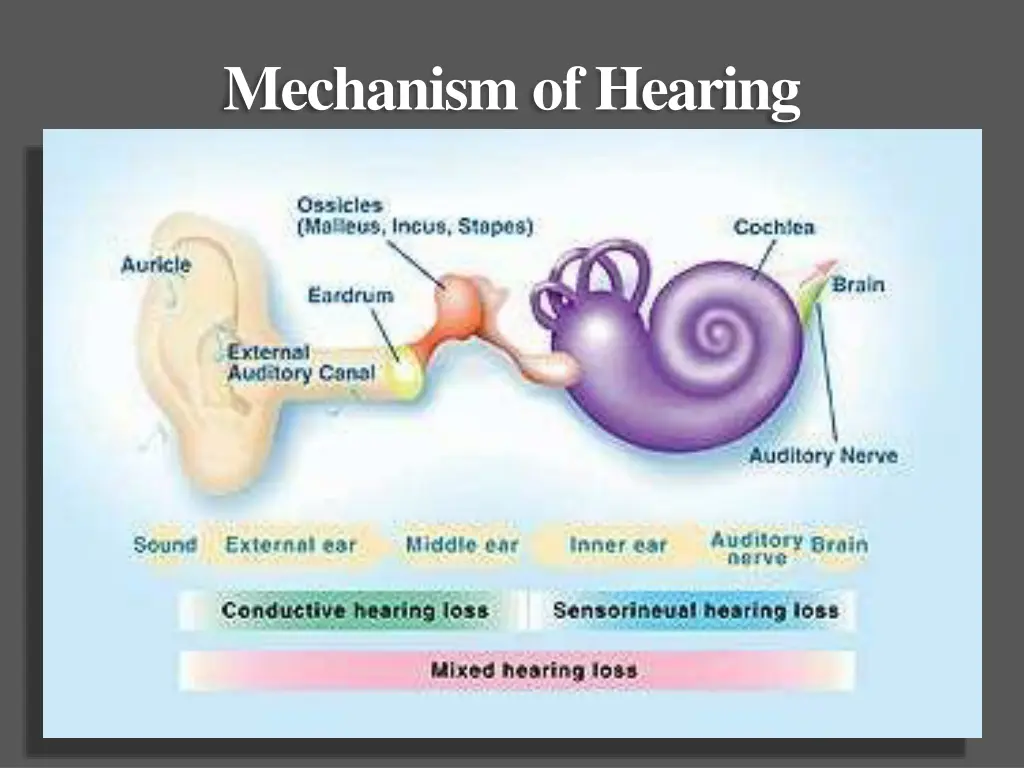 mechanism ofhearing