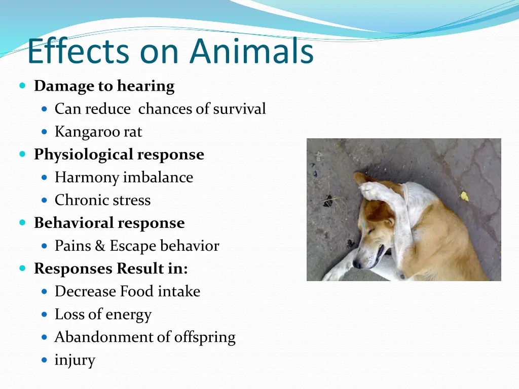 effects on animals damage to hearing