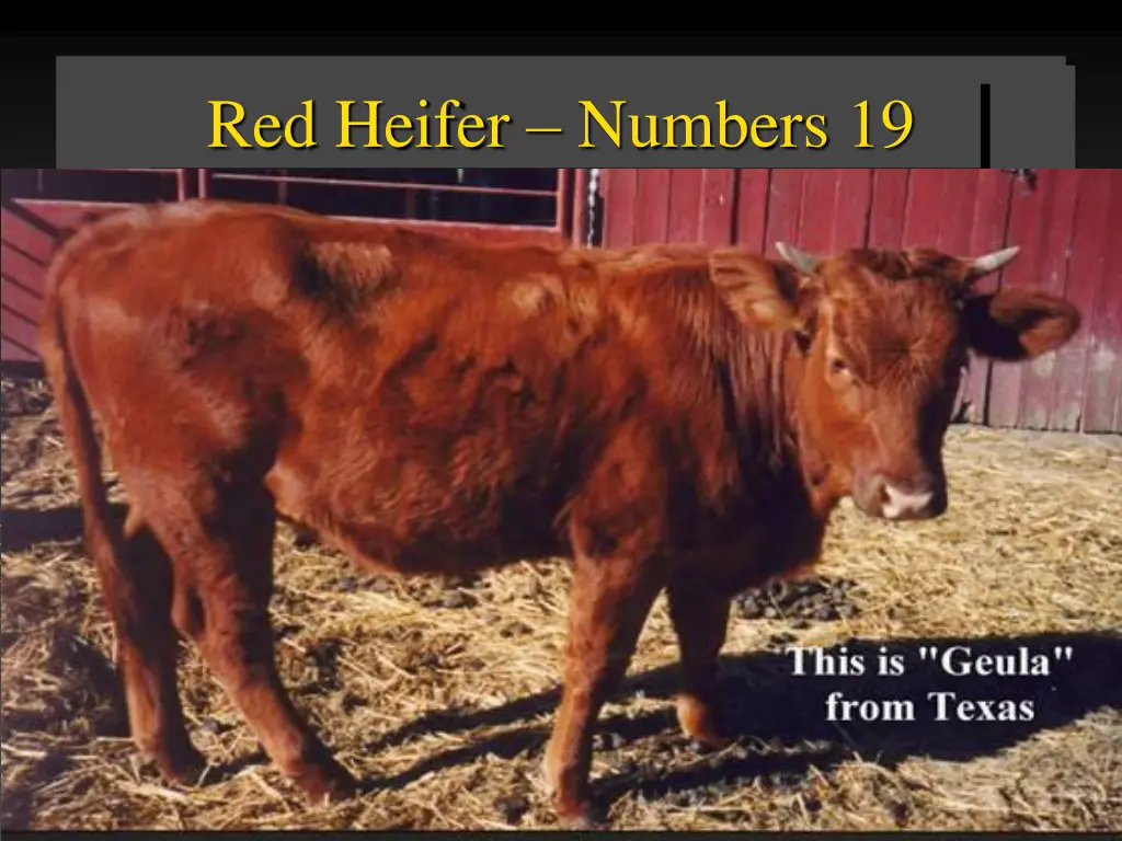 red heifer numbers 19