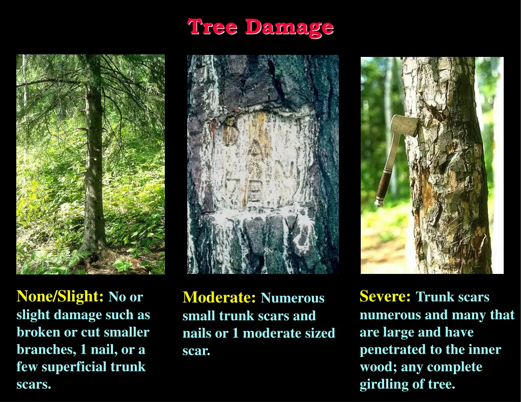 tree damage