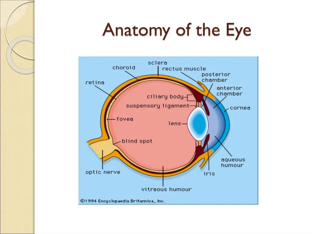 anatomy of the eye