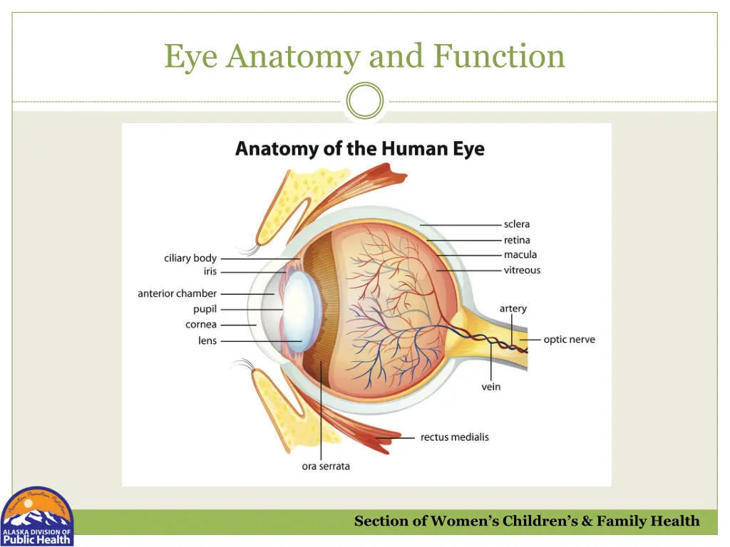 eye anatomy and function