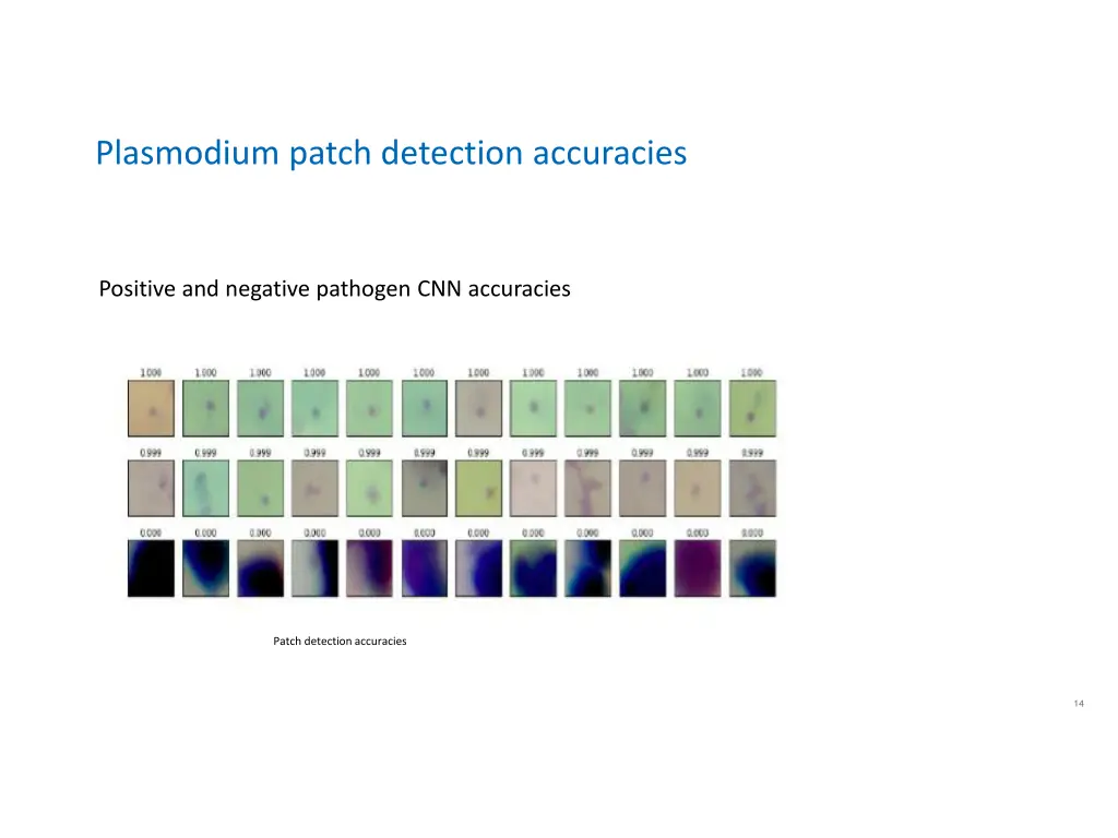 plasmodium patch detection accuracies