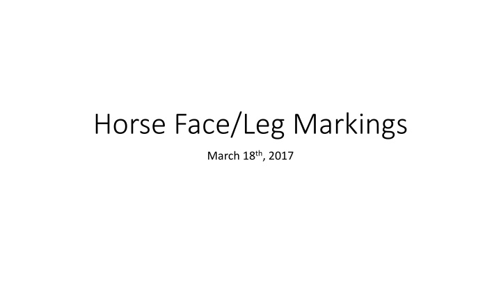 horse face leg markings