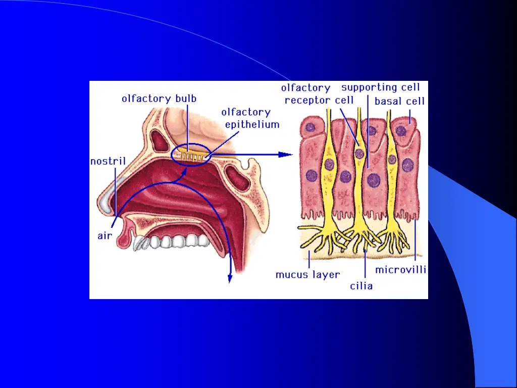 slide12