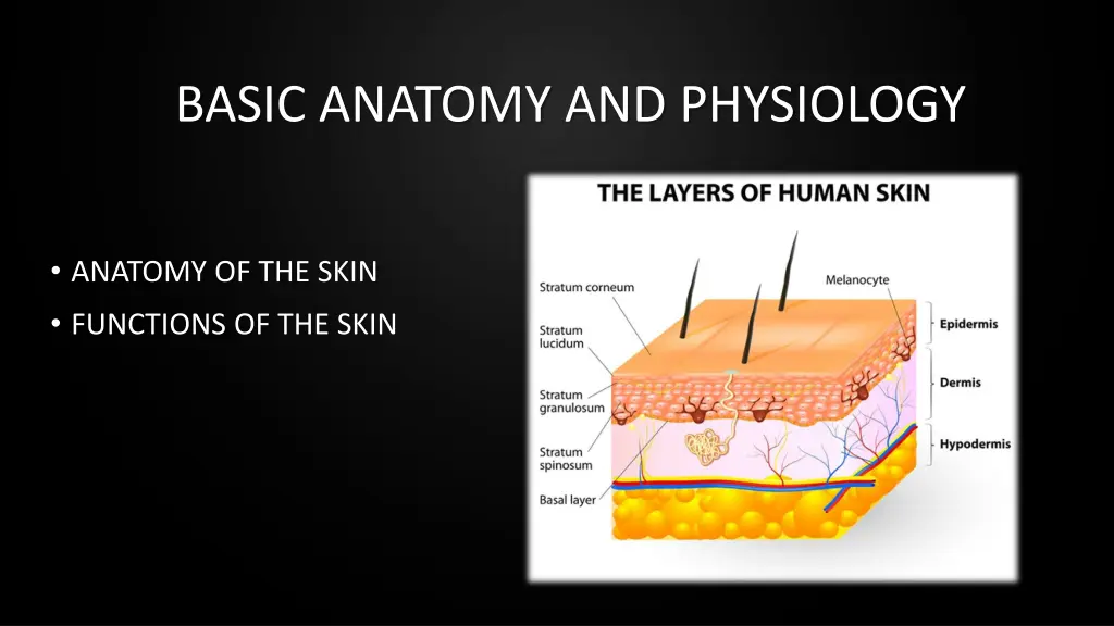 basic anatomy and physiology