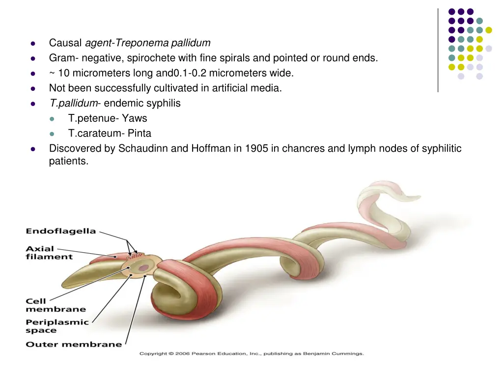 causal agent treponema pallidum gram negative