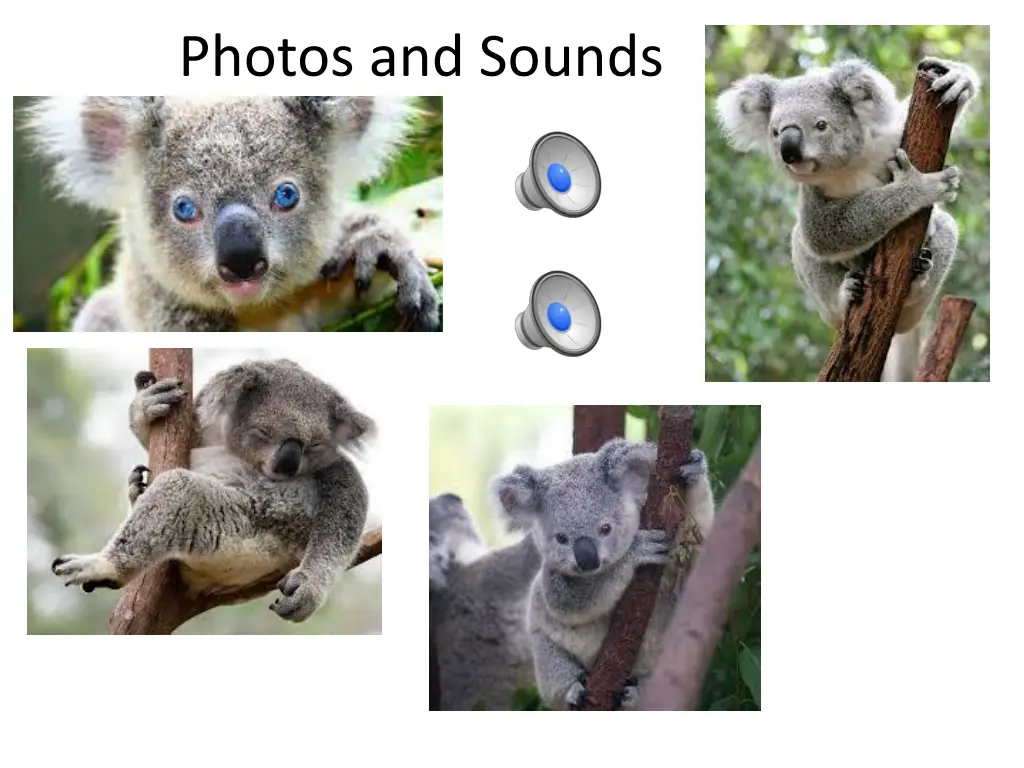 photos and sounds