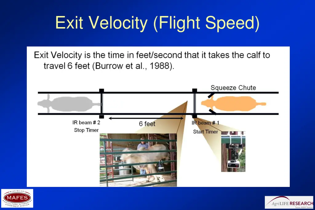 exit velocity flight speed