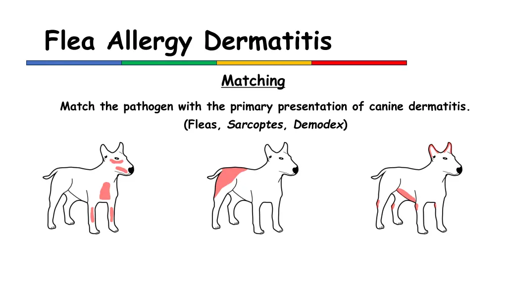 flea allergy dermatitis 2