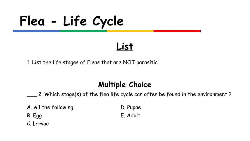 flea life cycle 1