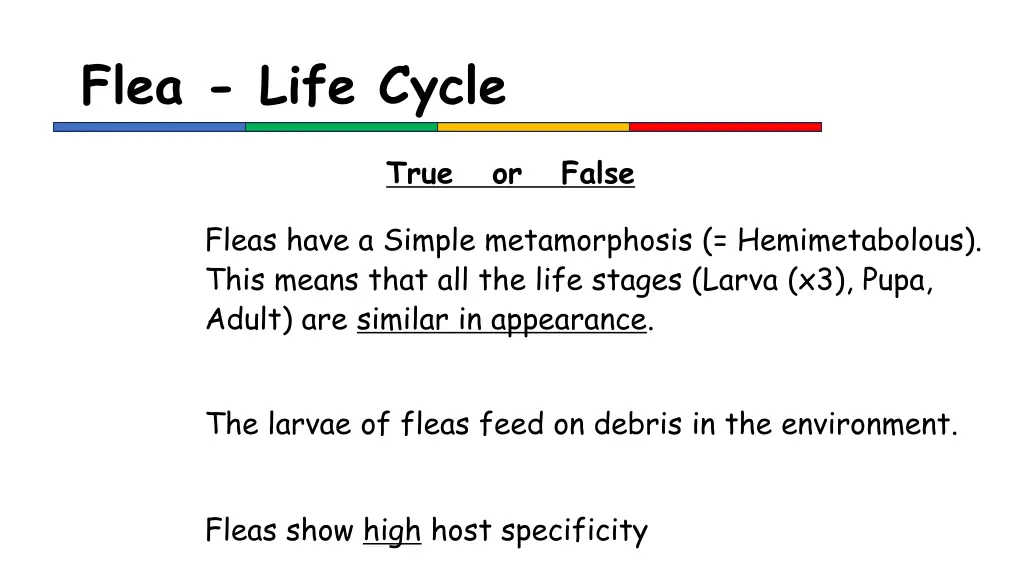 flea life cycle