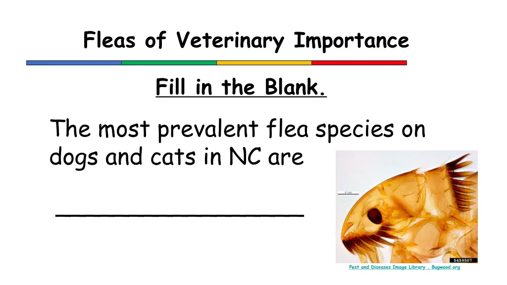 fleas of veterinary importance