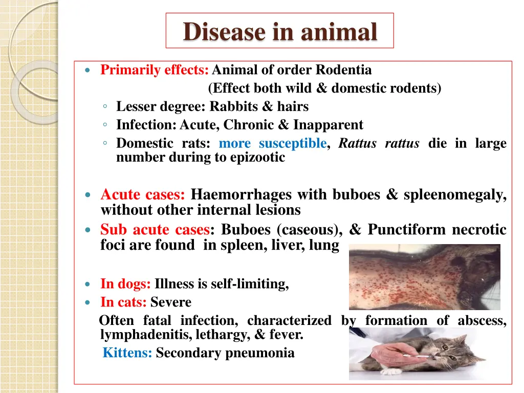 disease in animal