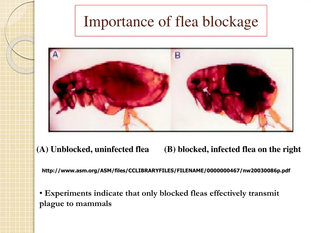 importance of flea blockage