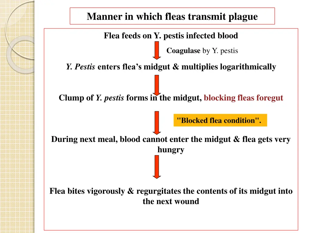 manner in which fleas transmit plague