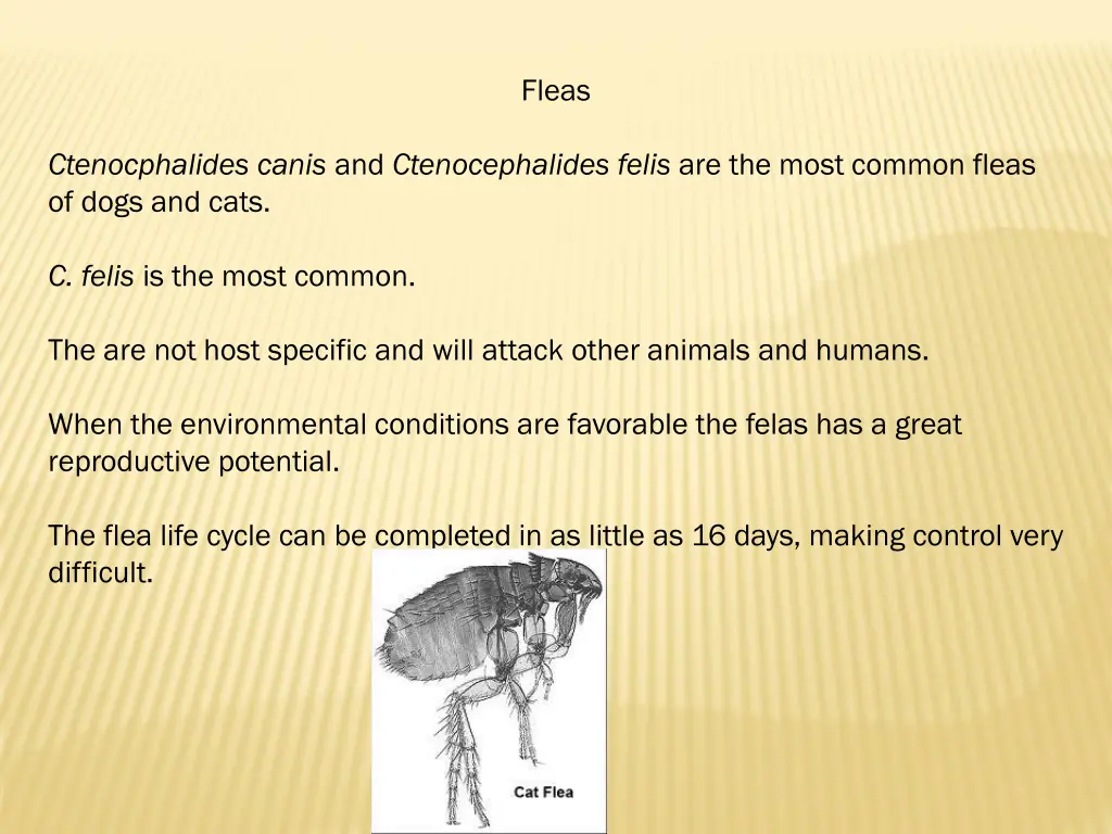 fleas