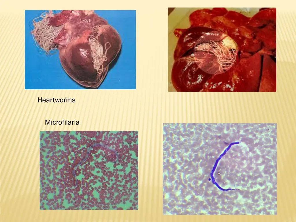 heartworms