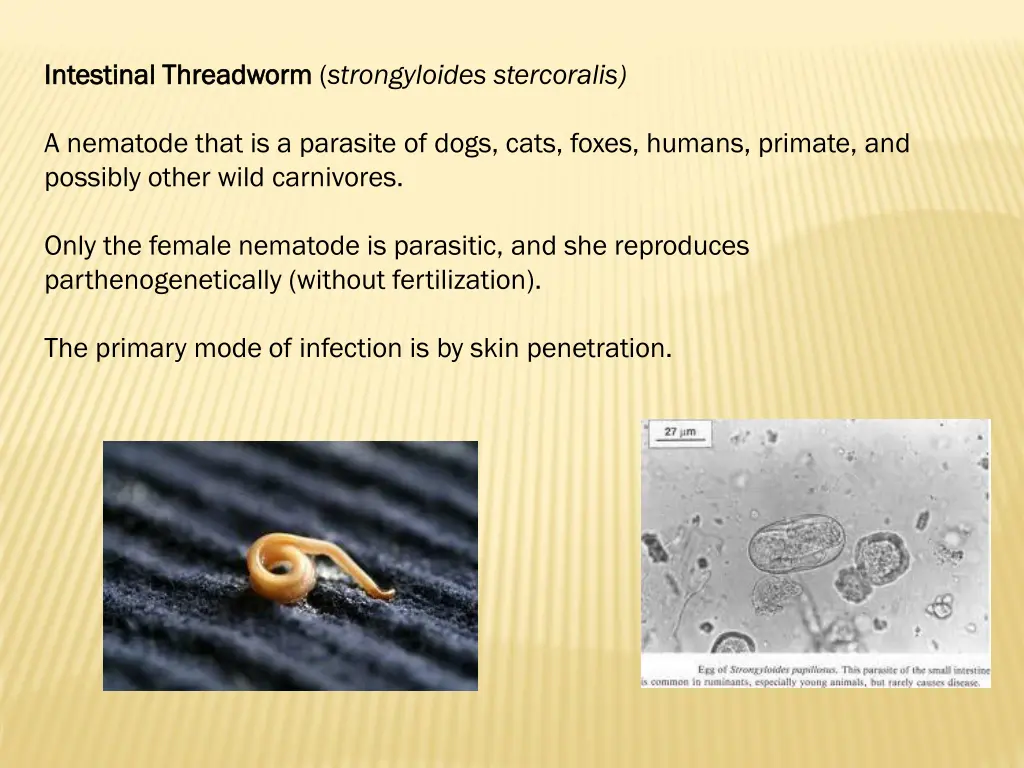 intestinal threadworm intestinal threadworm