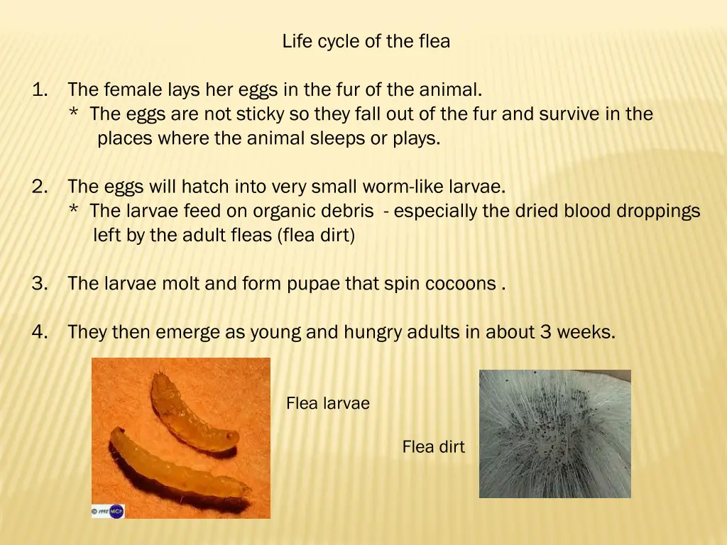 life cycle of the flea