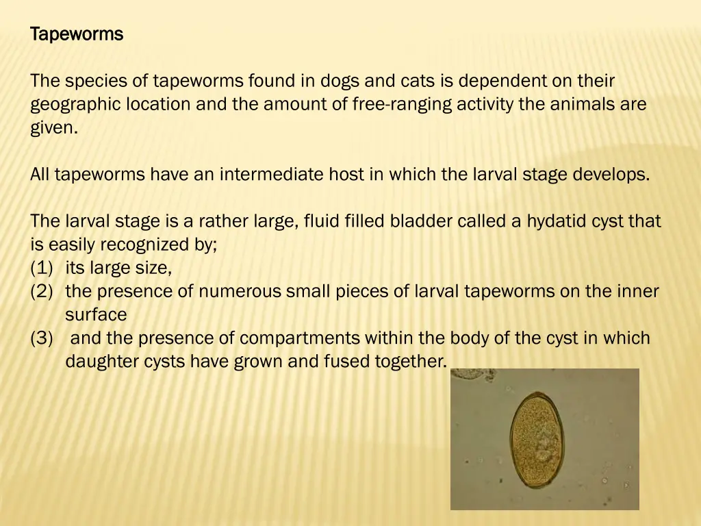 tapeworms tapeworms