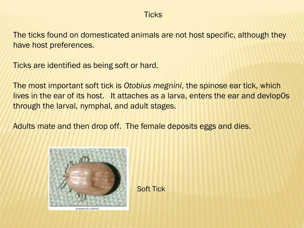 ticks