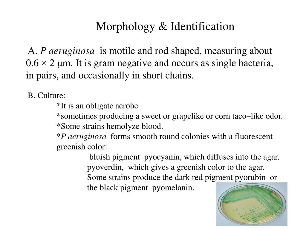 morphology identification