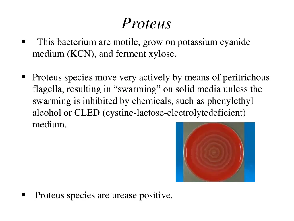 proteus