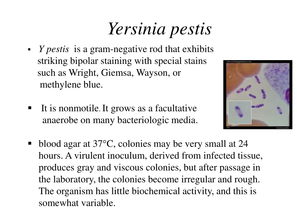 yersinia pestis