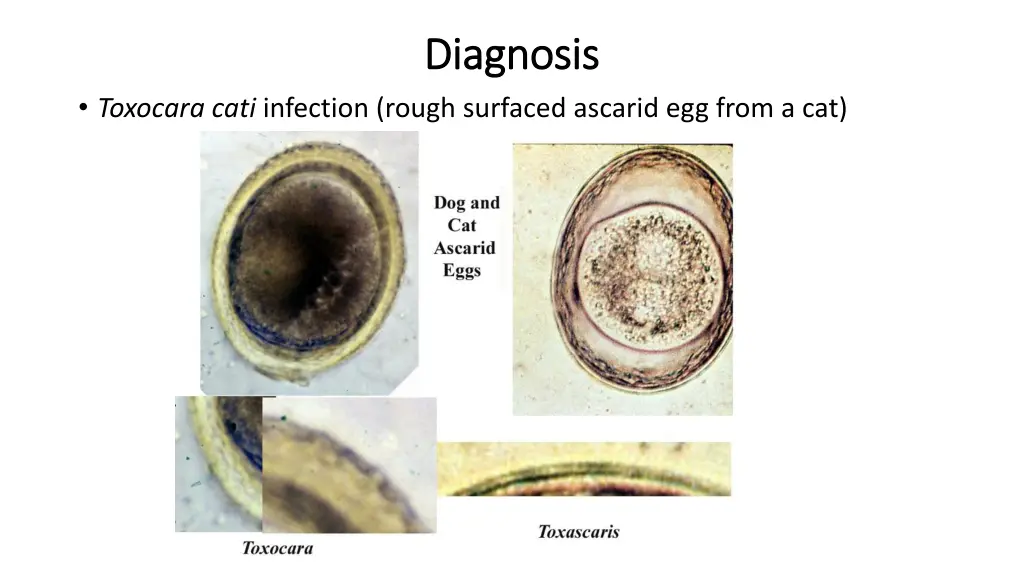 diagnosis diagnosis