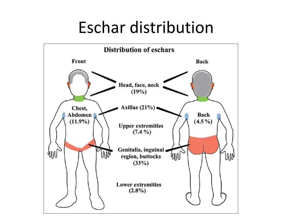 eschar distribution