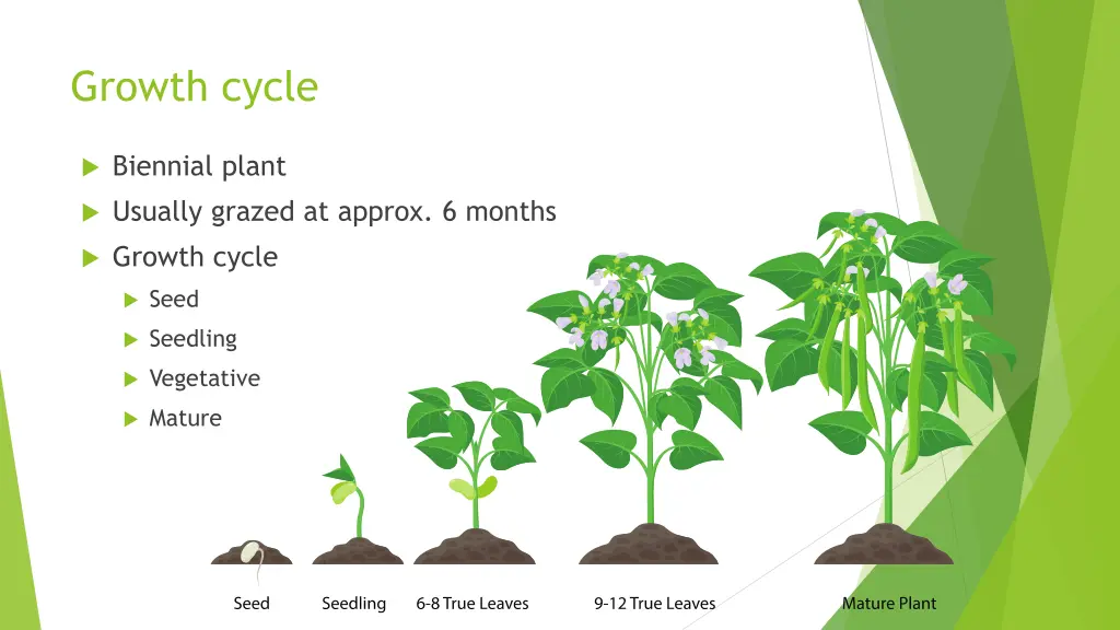 growth cycle