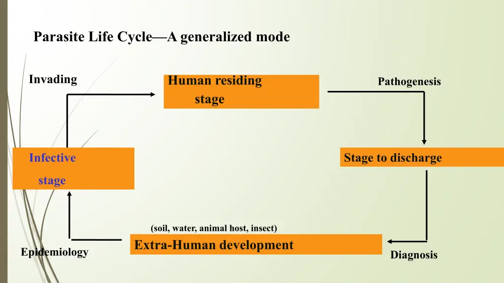 parasite life cycle a generalized mode