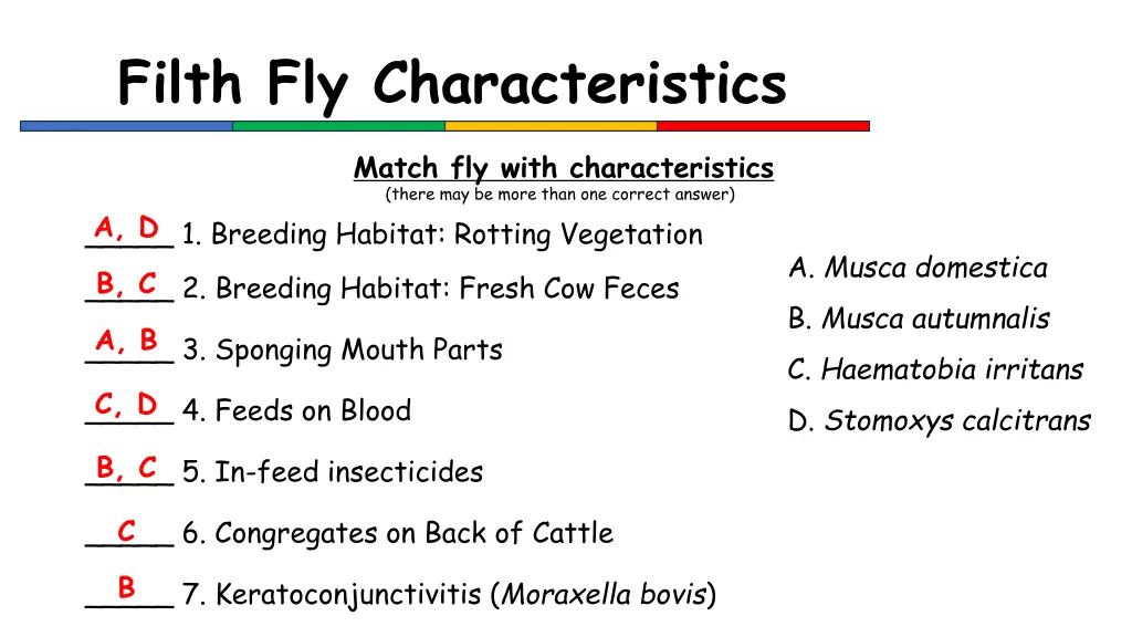 filth fly characteristics