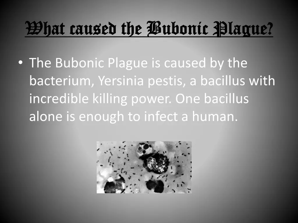 what caused the bubonic plague what caused