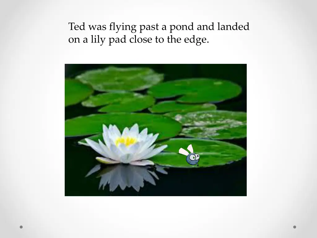 ted was flying past a pond and landed on a lily