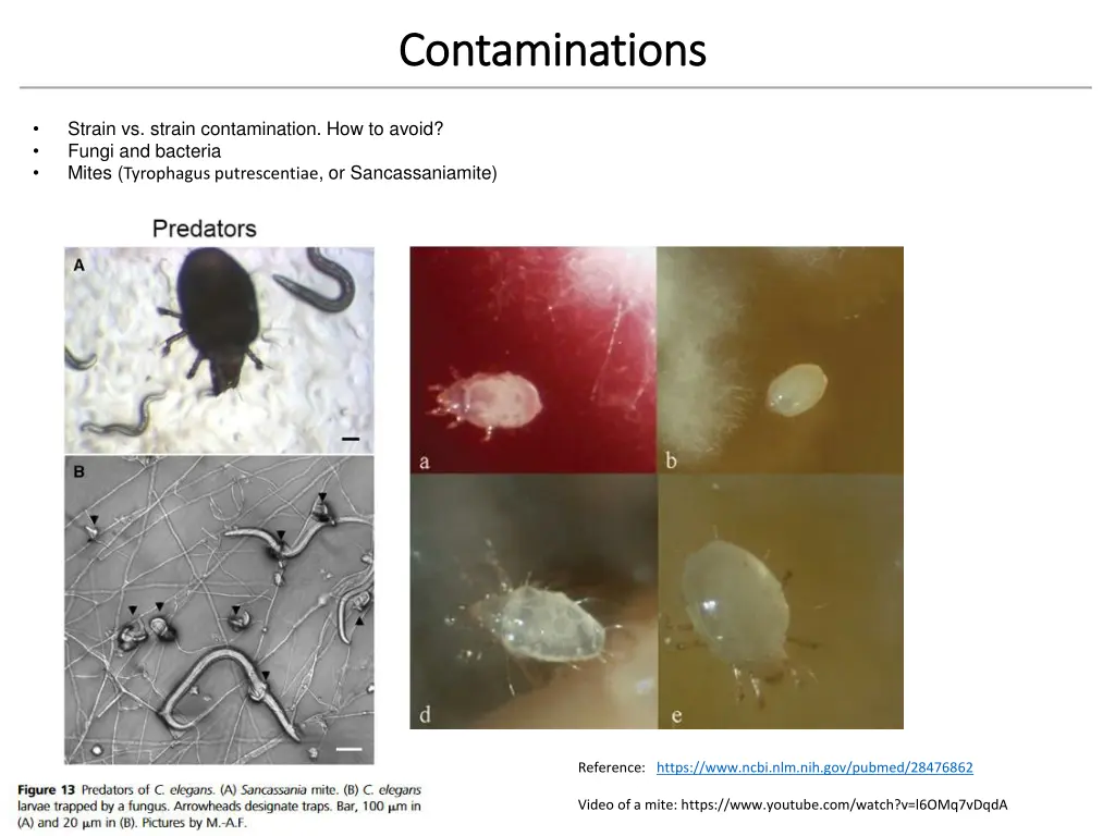 contaminations contaminations