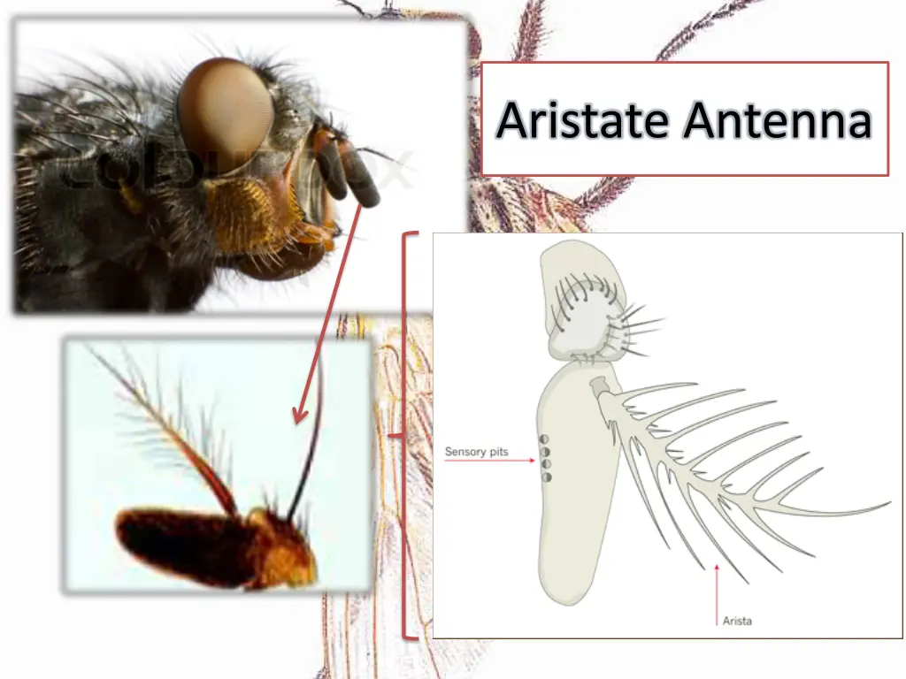 aristate antenna