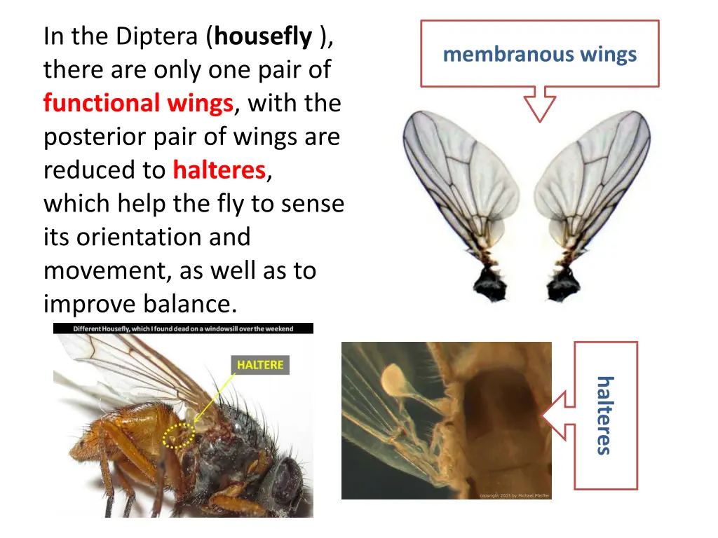 in the diptera housefly there are only one pair